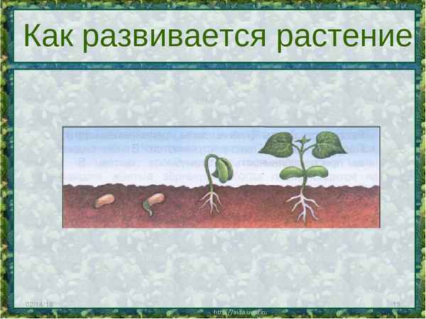 Размножение и развитие растений (3 класс, окружающий мир)