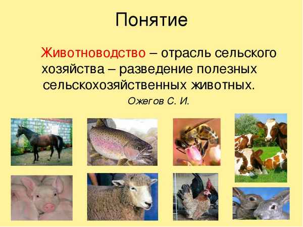 Животноводство (3 класс, окружающий мир)