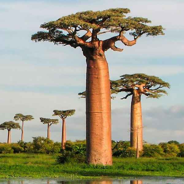 Растения Африки – растительный мир, деревья