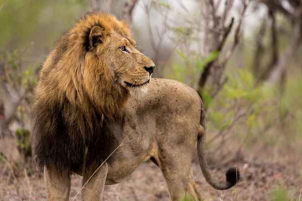Животные Африки – животный мир, хищники, дикие звери