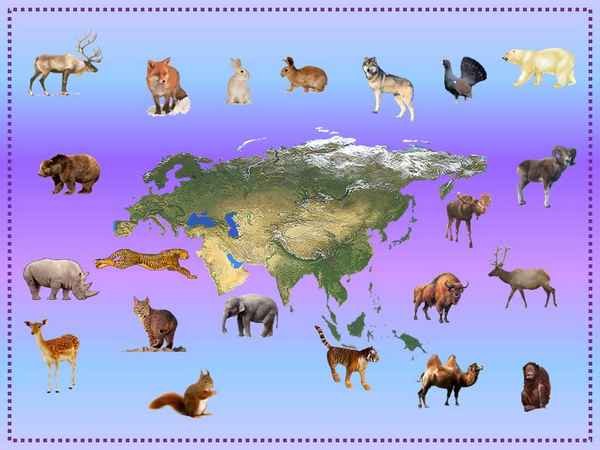 Животные Евразии – какие обитают, список животного мира