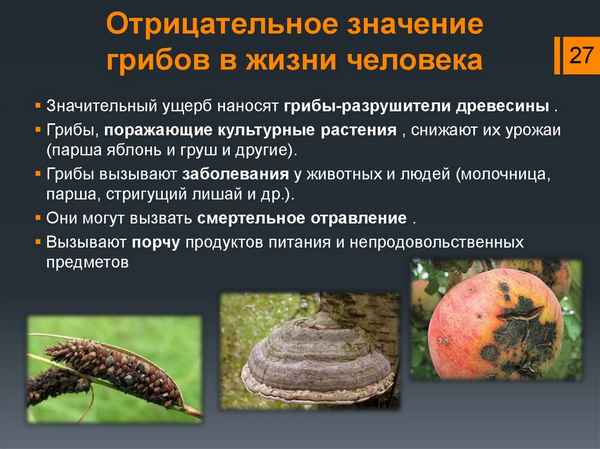 Значение грибов в жизни человека (5 класс, биология)