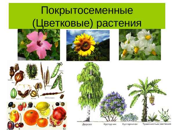 Покрытосеменные растения – примеры, общая характеристика, значение отдела
