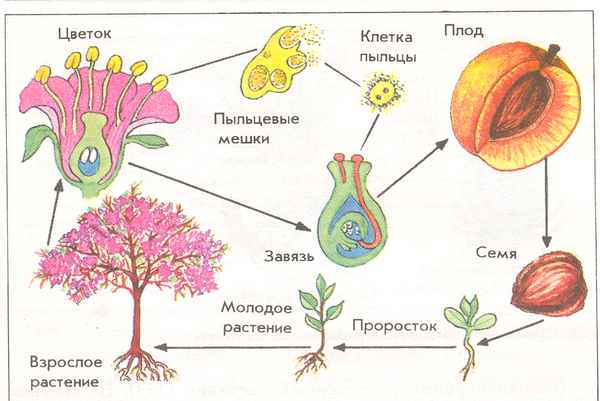 Половое размножение покрытосеменных растений – зародыш, двойное оплодотворение и особенности