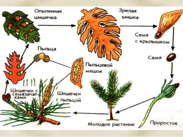 Размножение голосеменных растений – краткая схема (6 класс)