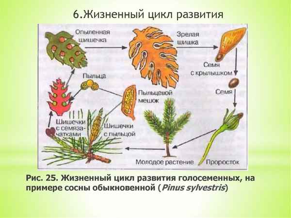 Жизненный цикл голосеменных растений, их развитие