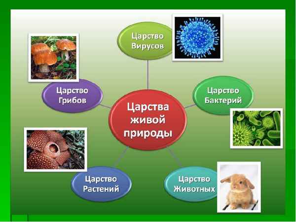 Царства живой природы – отличительные признаки, разнообразие организмов на Земле (5 класс, биология)