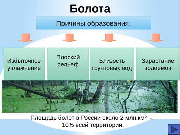 Озера и болота (8 класс) – геологическая деятельность, птицы-обитатели
