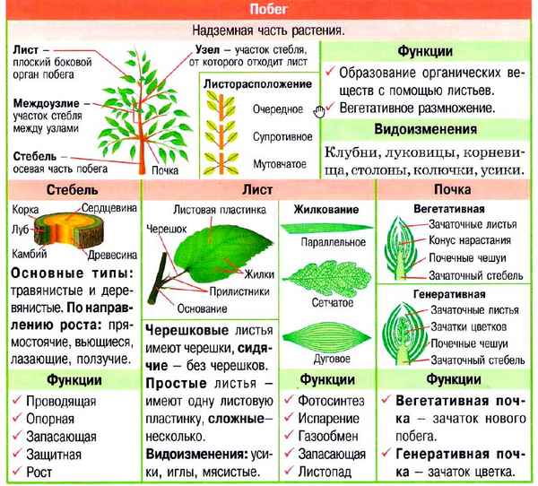 Видоизменение листьев растения как боковых органов побега в таблице (биология, 6 класс)