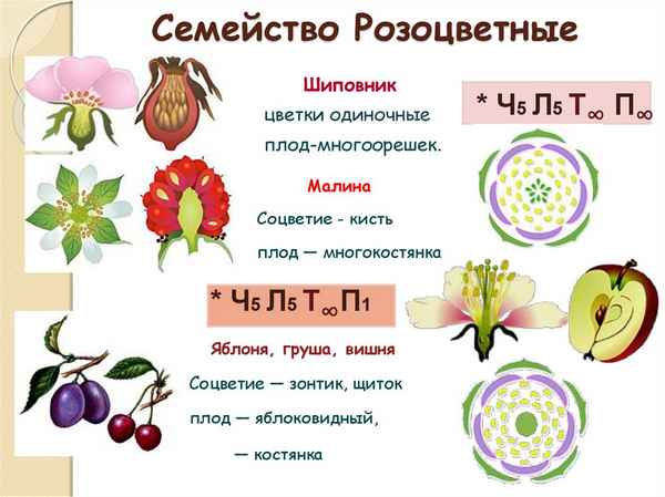 Семейство Розоцветные – число частей цветка, общая характеристика растений, признаки