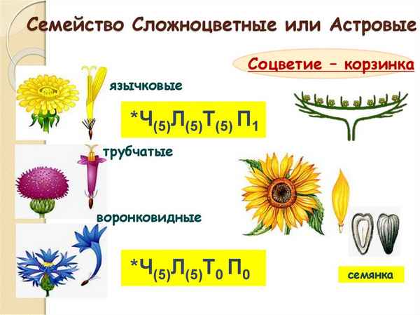 Семейство Cложноцветные – формула цветка, общая хаpaктеристика по биологии (6 класс)