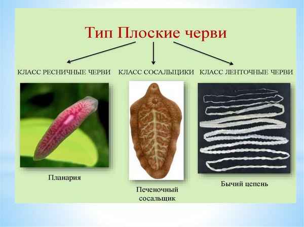Тип Плоские черви – общая характеристика и признаки в таблице (биология, 7 класс)