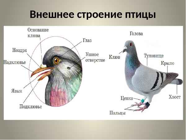 Внешнее строение птиц – таблица особенностей, приспособления к полету (биология, 7 класс)