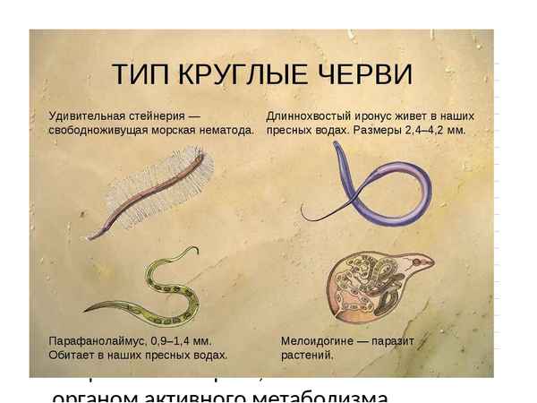 Круглые черви – общая характеристика типа, какие черты строения характерны
