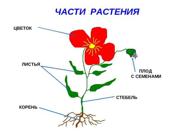 Части растения (3 класс, окружающий мир) – из каких состоит, свойства и значение