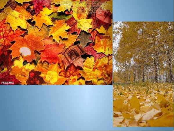 Осень (окружающий мир, 2 класс) – растения и деревья в природе