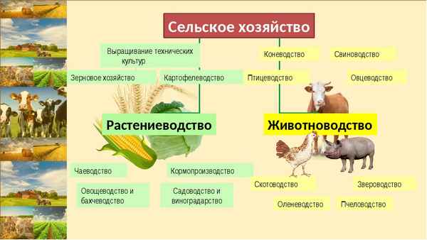 Животноводство в географии сельского хозяйства (8 класс)