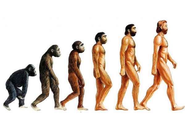 Эволюция человека – этапы в таблице (9 класс, биология)