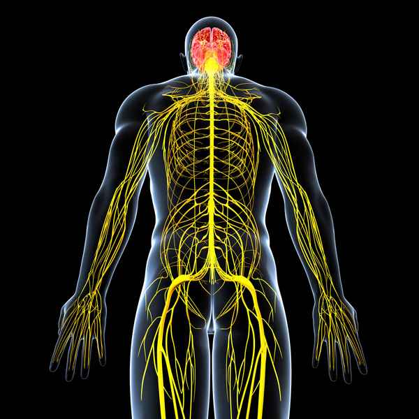 Нервная система человека – строение и функции, особенности