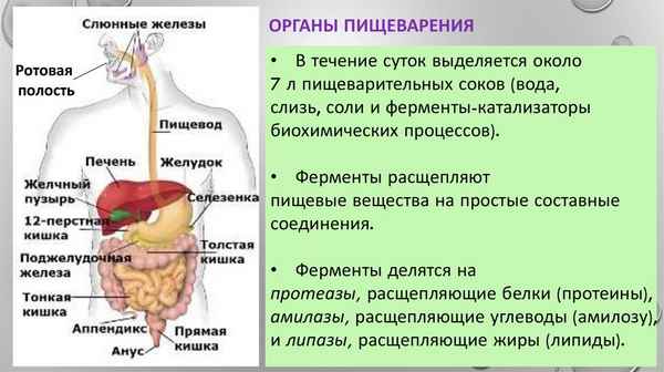 Пищеварение, органы пищеварения и обмена веществ (7 класс, биология)