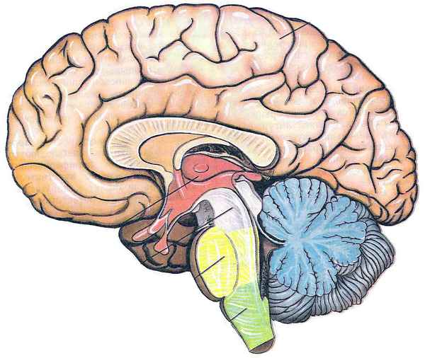 Головной мозг – строение и функции отделов в таблице (8 класс)
