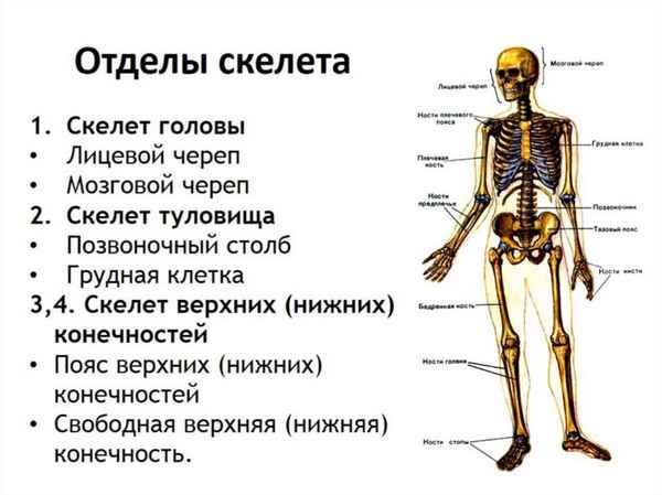 Кости отделов скелета человека, их количество