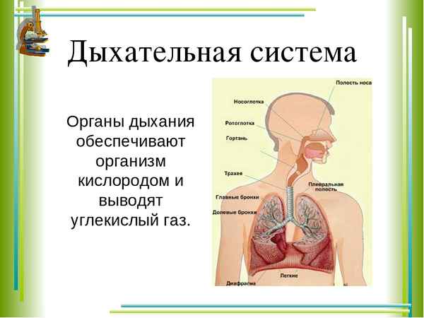 Дыхательная система человека (3 класс, окружающий мир)
