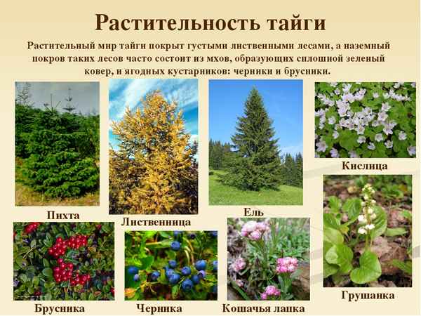 Растения тайги – питомника редких хвойных растений (окружающий мир, 4 класс)
