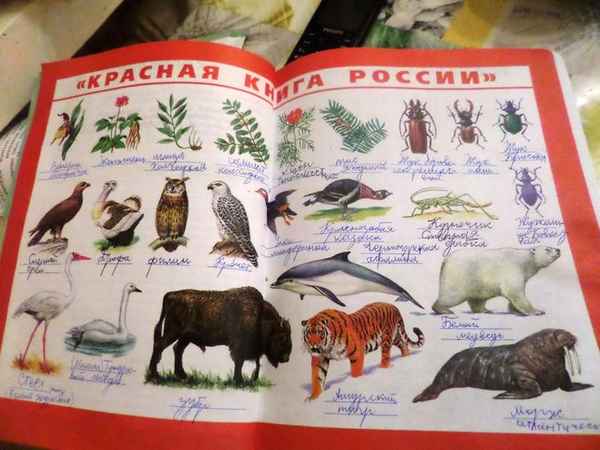 Красная книга России (1 класс, окружающий мир)