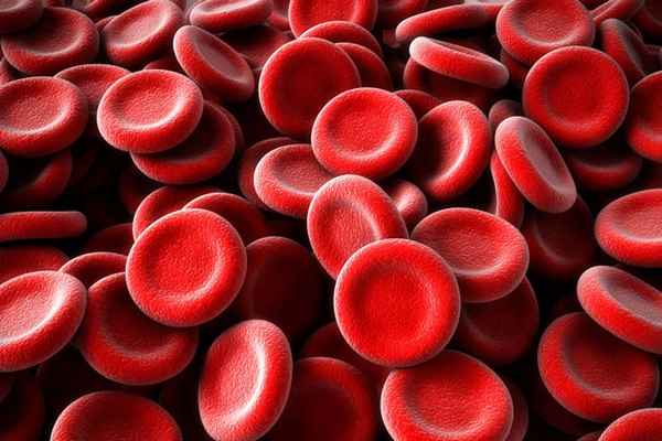 Кровь – строение клеток в таблице (биология, 8 класс)