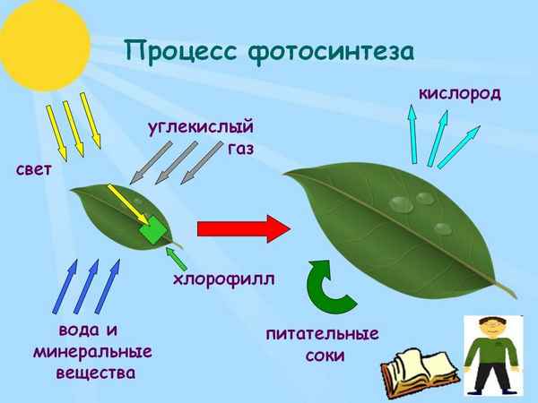 Фотосинтез – кратко и понятно о процессе и формуле реакций (биология, 5 класс)