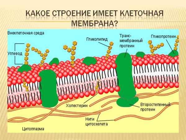 Клеточная мембрана – наружная структура, отличие от клеточной стенки, жидкостно-мозаичная модель