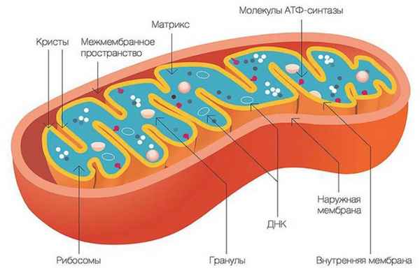 Митохондрии – процесс дыхания, системы биоcинтеза белка (9 класс, биология)
