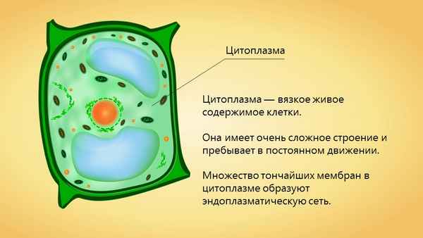 Цитоплазма живой клетки – роль, функция и движение в процессе деления
