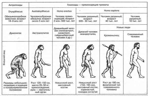 Этапы эволюции человека – основное в развитии