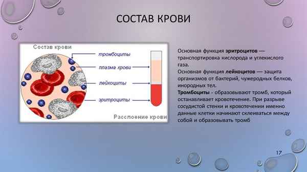 Состав крови человека, кратко и понятно о функциях плазмы (8 класс, биология)